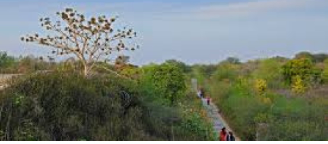 Aravalli Biodiversity Park: A Complete Guide to Gurgaon's Green Oasis